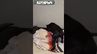 Новая команда - папу ущепни! Буди папу! СМЕШНЫЕ ЖИВОТНЫЕ😹😻👍#41