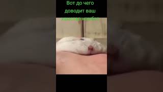 #HamsterKombat #рек #р_е_к_о_м_е_д_а_ц_и_и #memes