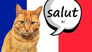 🇫🇷 BONJOUR ! French GREETINGS! – Les SALUTATIONS en FRANÇAIS 🇫🇷