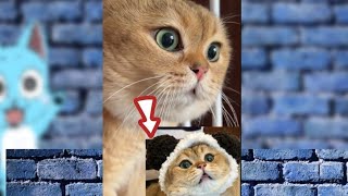 angry talking cat Story || #funny #cat #catstory