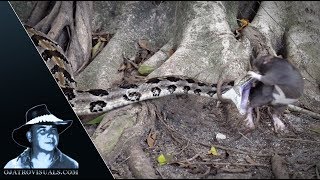 Rattlesnake Stike in Slow Motion 01