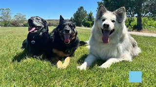 Xena the Rescue Husky's Board and Train