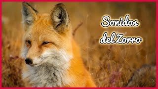 SONIDOS del ZORRO (30 minutos) 🦊🎶🔊