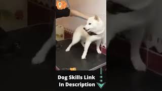 How To Calm Aggressive Dog Quickly - Amazing Dog Skills       #shorts