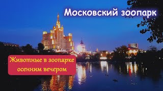 Осень в Московском зоопарке. Белая медведица Айка на вечерней прогулке