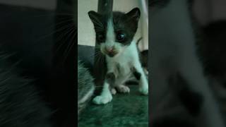 Super curious #cat #kittty #kitten #catlover #funnykittens #cutecat #shortsvideo