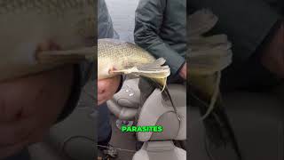 Monster Walleye Fishing Insane Catch and Parasite Surprise!