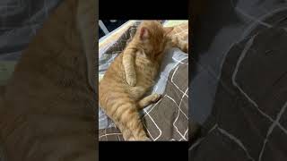 Fat cat.  #fatcats #catvideo #gingercat