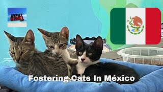 Feline Foster Care in Yucatán, México: Providing a Safe Haven for Cats