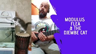 Modulus Flea & The Djembe Cat