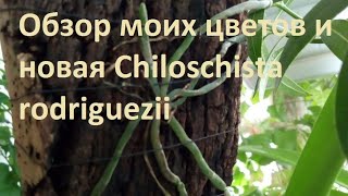 Обзор моих цветов и новая Chiloschista rodriguezii