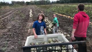 Squash harvest 2021