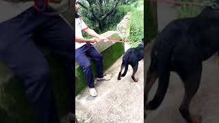 Rottweiler vs Labrador(2)