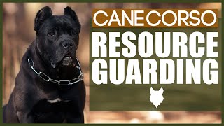 How To Stop Your CANE CORSO RESOURCE GUARDING