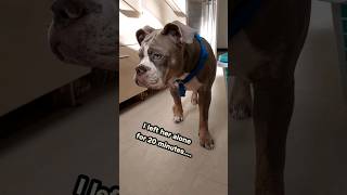 Damaged Shoes Part 2 #youtubeshorts #shorts #dog #mydog #oldenglishbulldog