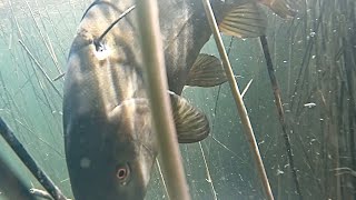 Дневная подводная охота-озеро крупный  ЛИНЬ. SPEARFISHING