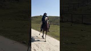 Shikhar Dhawan in Kashmir Horse Riding |Shikhar Dhawan Horse Riding in Kashmir #dhawan #kashmir