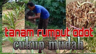 RUMPUT ODOT ( cara tanam) cukup mudah