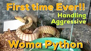 First Time Ever!! Handling the Very Aggressive Woma Python without a Snake Hook