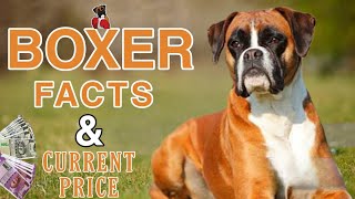 BOXER DOG FACTS IN Telugu | 2022