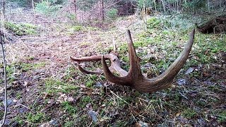 Red deer antler, other side / zrzut jelenia 2018