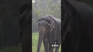 Elephant Feeding In India. #india # elephants #elephantfarm #sanctuary