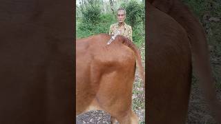 Penyuntikan penyakit demam tiga hari atau BEF (bovine efhemeral fiver). #shorts #animals