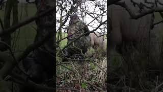 We Saved a Sheep with a Huge Head