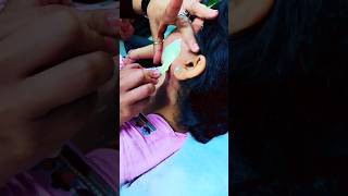 Face wax kaise kare by @swijsmakeover #shorts #short #wax #trending #viral #youtubeshorts #reels