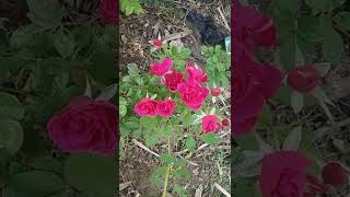 Red Rose Plant..