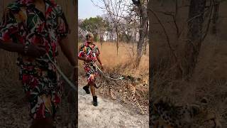 Awilo Longomba Walking with His Leopard. #awilolongomba  #shortvideo #shorts #shorts