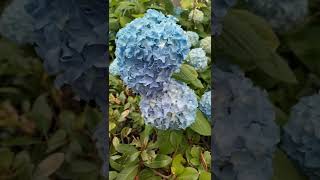 TRAVEL JAPAN KYOTO JAPANESE FLOWER | #shorts #shortvideo #youtubeshorts