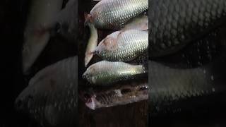 ikan parau namanya di tempat kami #shortvideo #videoshort