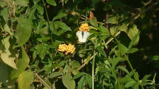 Mariposa Mercedes (Tatochila mercedis)