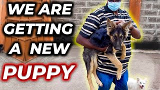 WE GOT A NEW GERMAN SHEPHERD PUPPY/ KENYAN YOUTUBER / DOG LOVER/  THE ONE WLFER