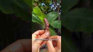 Sweet tamarind 🤎 #fruit #shorts #shortsvideo #shortsfeed