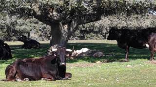 11. Después de comer, las vacas rumian.