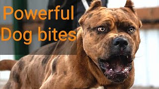 Top 8 Most Strongest Dog Bites Force in the World