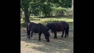 Evening walk in London with ponies and ducks