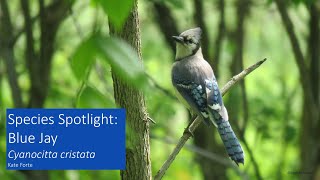 Species Spotlight: Blue Jay