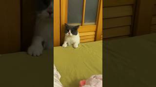 The cat rolled down the bed😂and got up with a confusing face | cat funny video #cats  #shorts