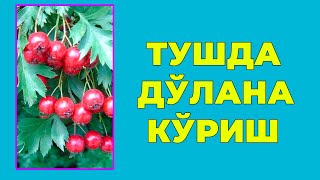 Туш табири - Тушда Долана куриш