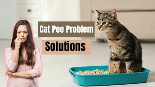 How Often Should a Cat Urinate in 24 Hours? | Understanding Cat Urination Habits | FreshHomeTalk