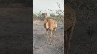 Camel Eating #shortvideos #animals #camel #viralvideos #viral #funny #camelsound #shortsfeed #shorts