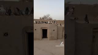 Kabotar #Lovely pigeons tank #