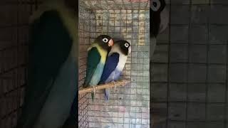 Cute Lovebirds