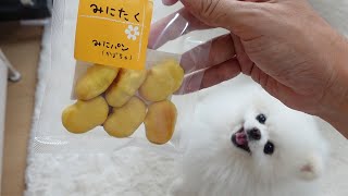 おやつを貰えるとわかるととびきりの笑顔を見せるポメラニアン