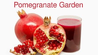 Red Pomegranates Garden in Pakistan | Red Pomegranate Trees | Red Pomegranate Garden Beautiful View