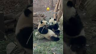 A fight of pandas in China 🤯#funnyvideo #china #animals #panda #chinatravel #sichuan #shorts #lol