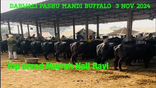 Dabwali pashu mandi 02-11-2024 @Dr.kindha